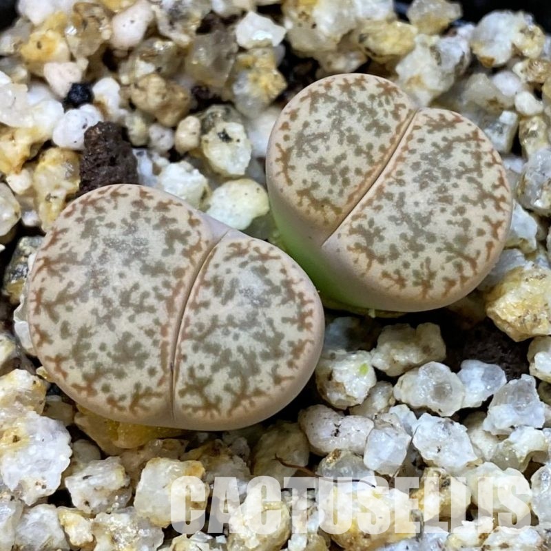 SH31485 Lithops pseudotruncatella