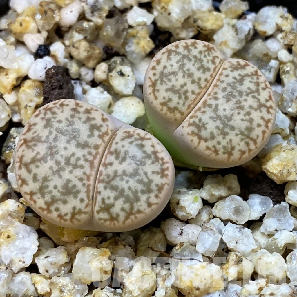 SH31485 Lithops pseudotruncatella