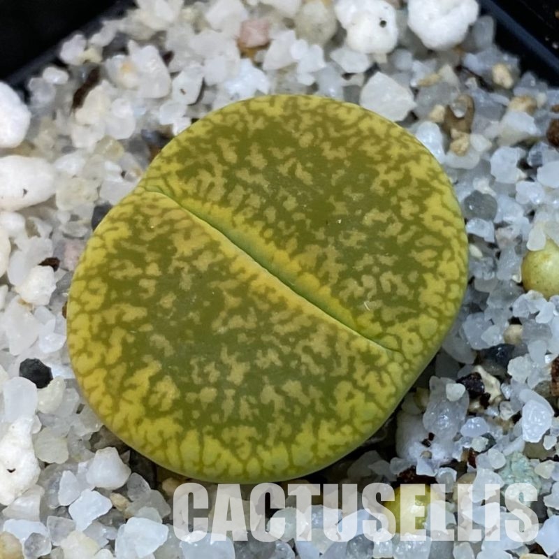 SH31486 Lithops aucampiae 'Jackson's Jade'