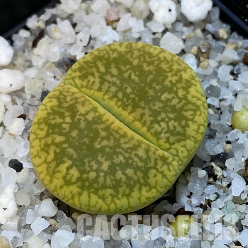 SH31486 Lithops aucampiae 'Jackson's Jade'