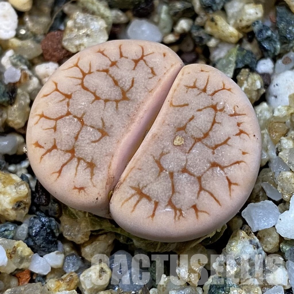 SH31487 Lithops gracilidelineata