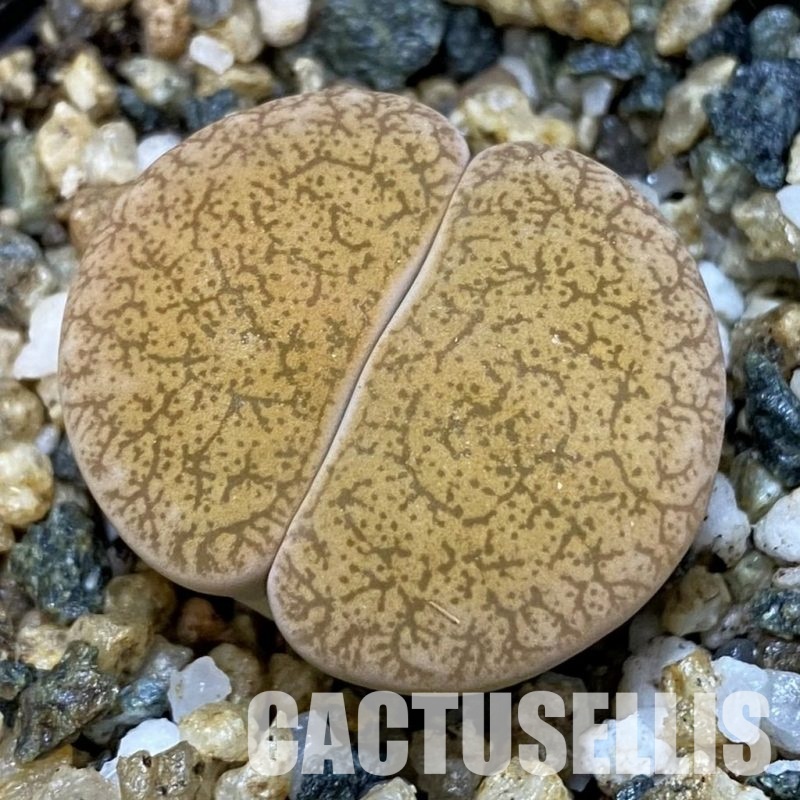 SH31488 Lithops ‘Albinigold’ x stousthrowth