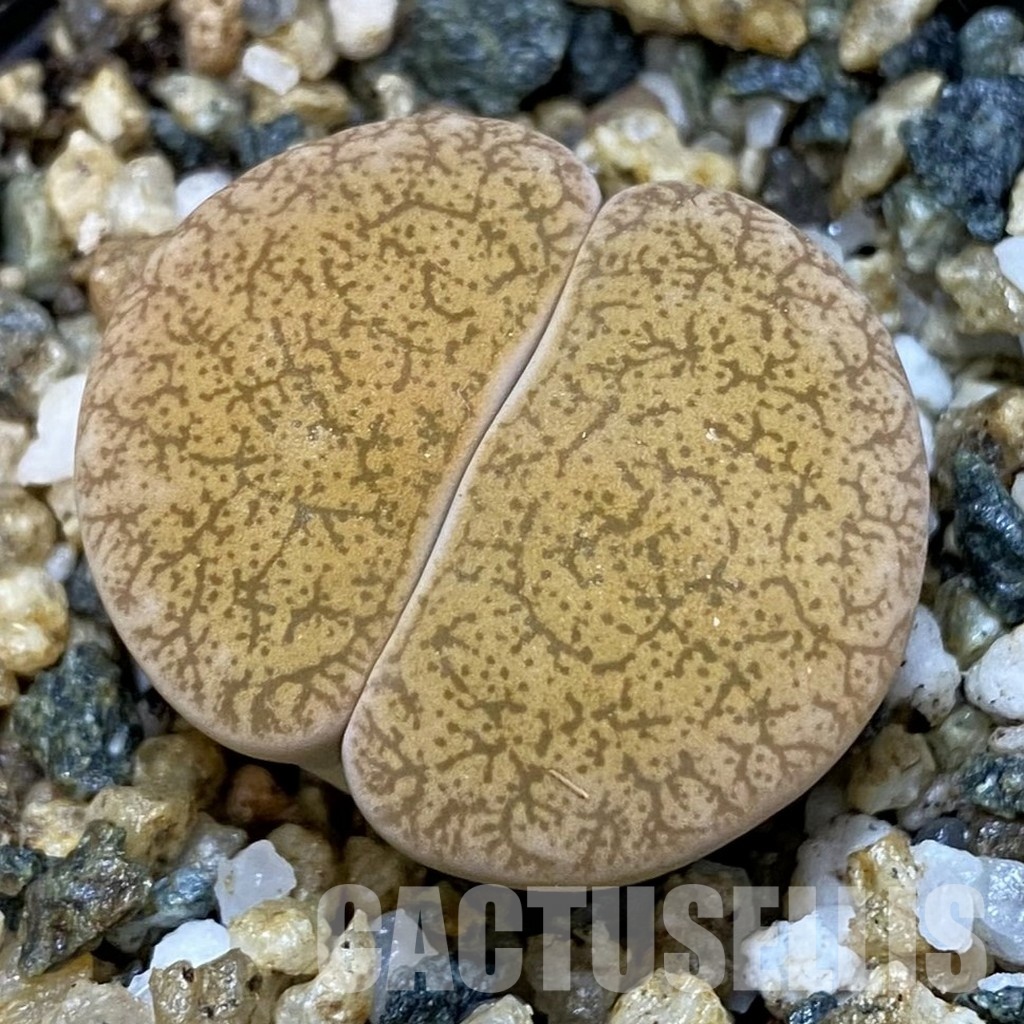 SH31488 Lithops ‘Albinigold’ x stousthrowth