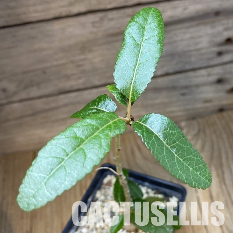 SH31570 Boswellia popoviana -Red flower-