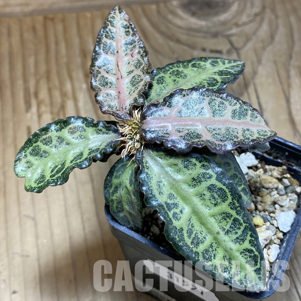 SH31571 Euphorbia francoisii hybrid