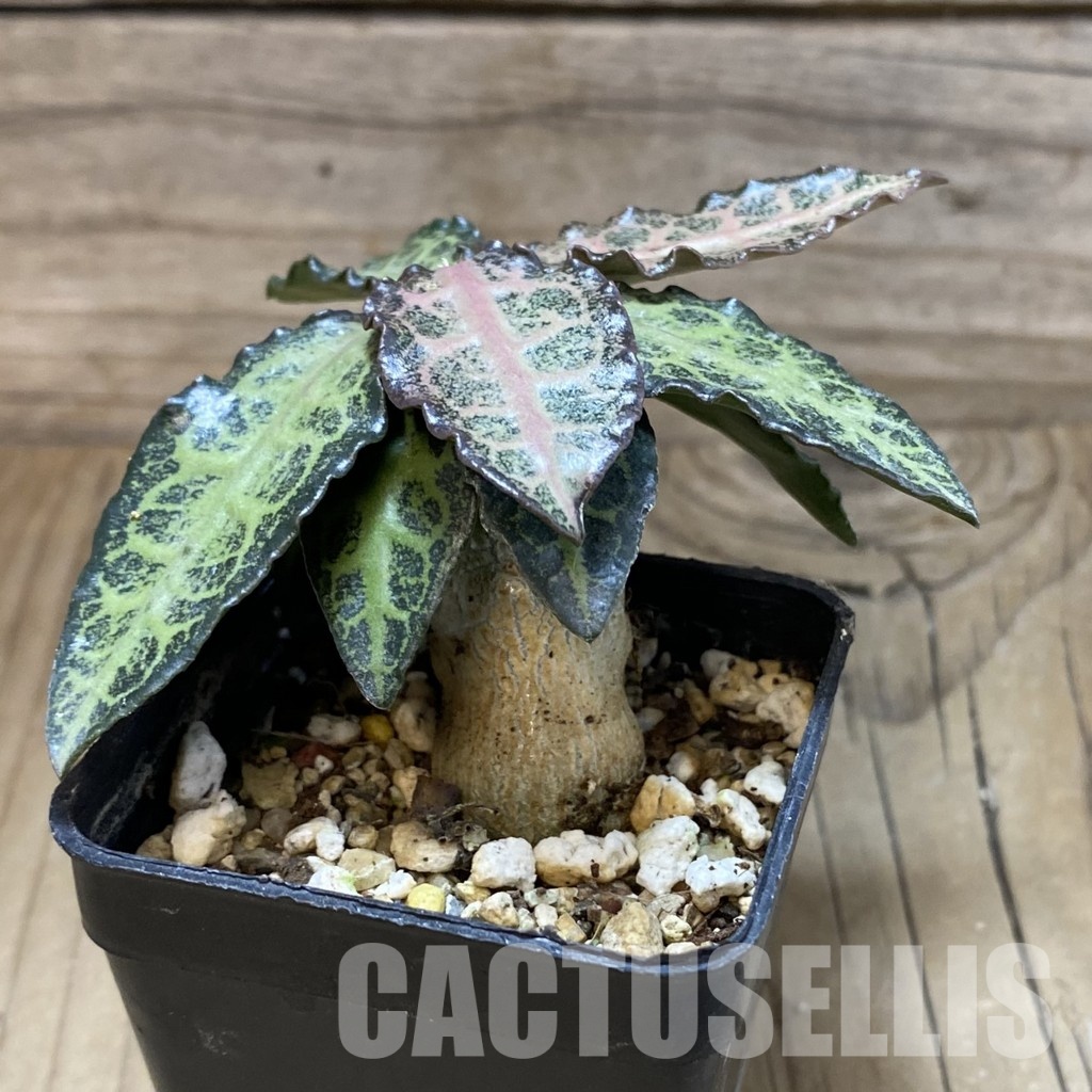 SH31571 Euphorbia francoisii hybrid - 画像 (2)