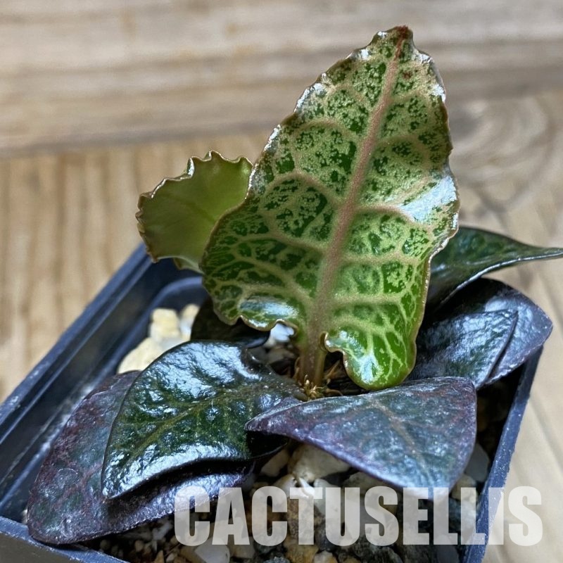 SH31572 Euphorbia francoisii hybrid