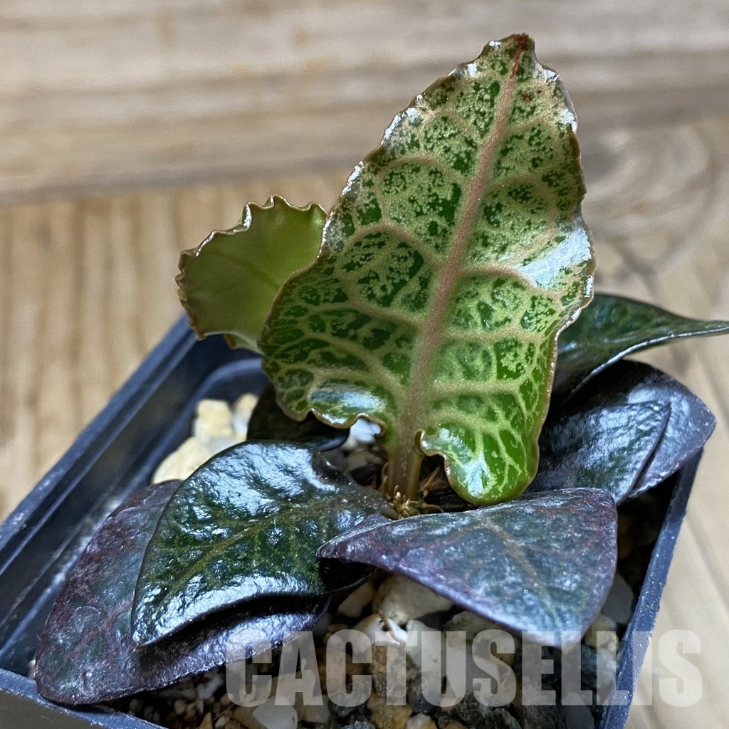 SH31572 Euphorbia francoisii hybrid