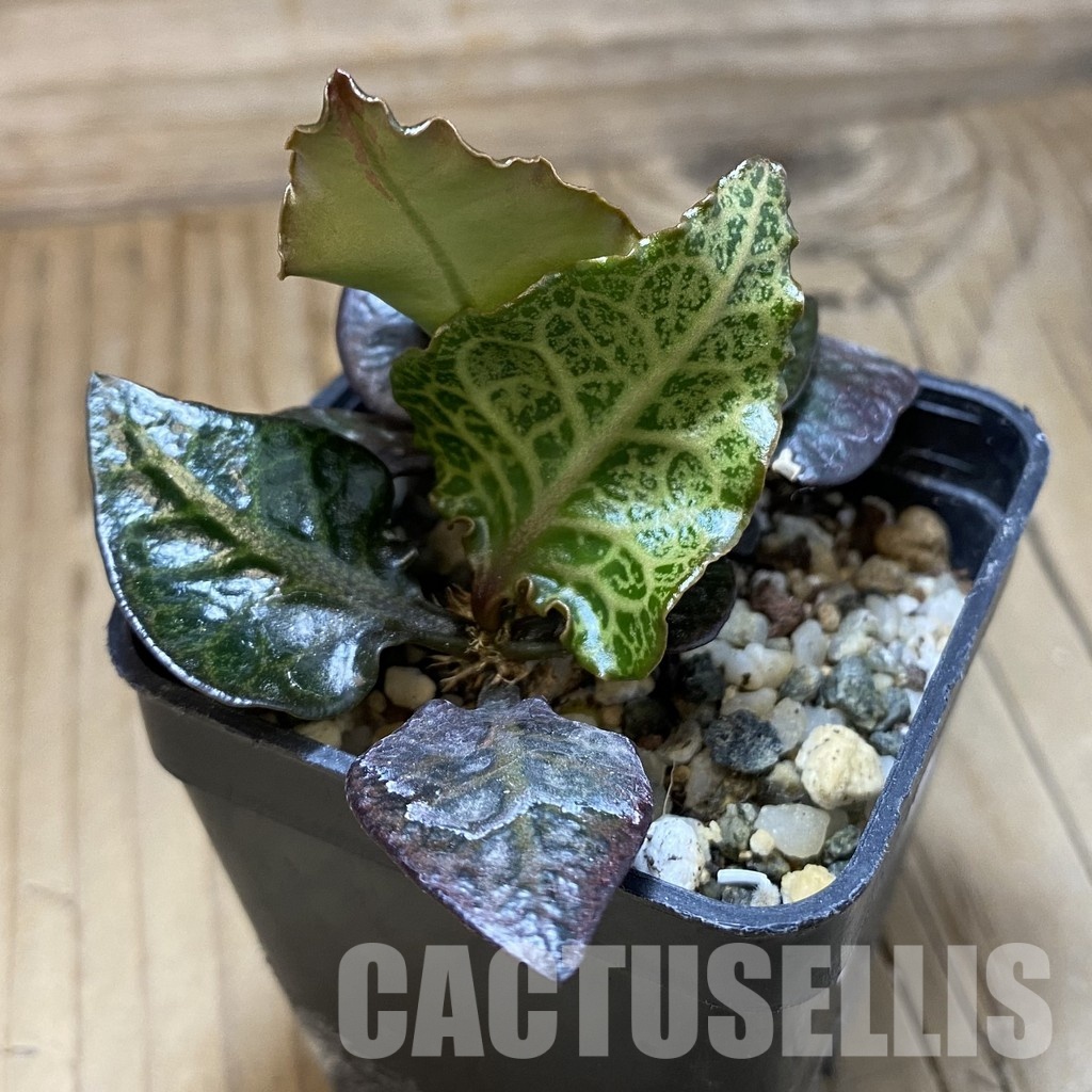 SH31572 Euphorbia francoisii hybrid - 画像 (2)