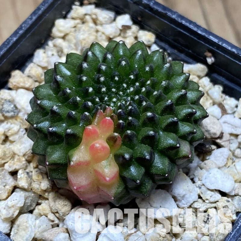 SH31540 Gymnocalycium mihanovichii ‘inermis’ f. variegata, seedling