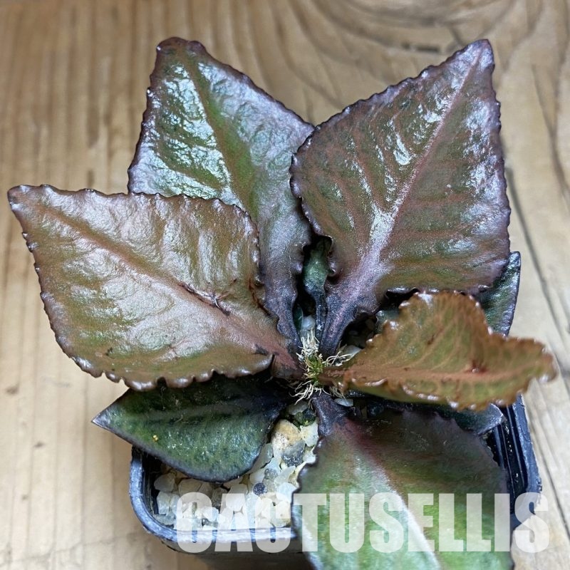 SH31573 Euphorbia francoisii hybrid