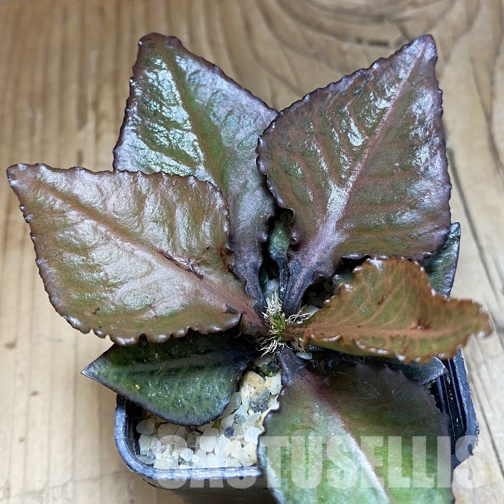 SH31573 Euphorbia francoisii hybrid