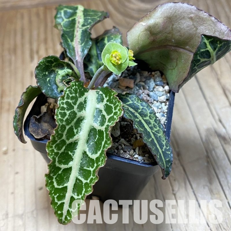 SH31574 Euphorbia francoisii hybrid