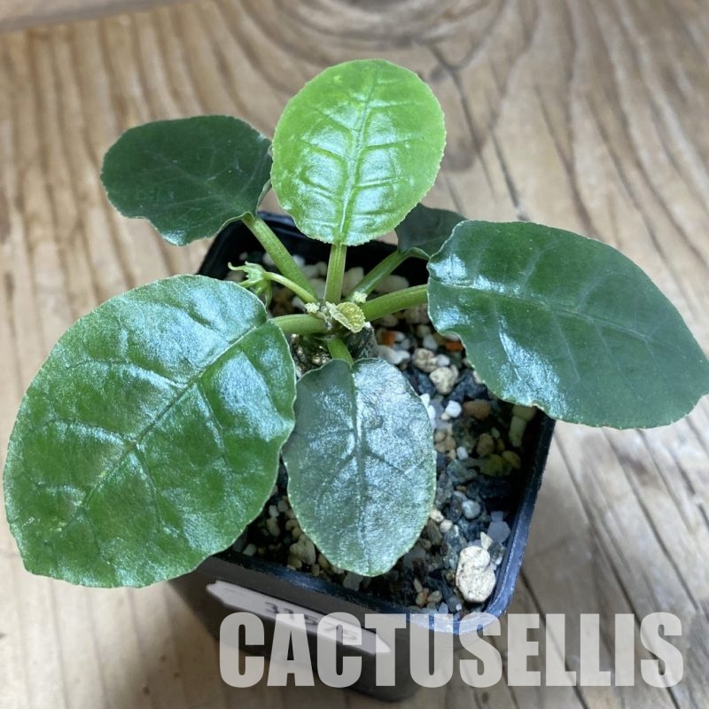 SH31575 Dorstenia foetida