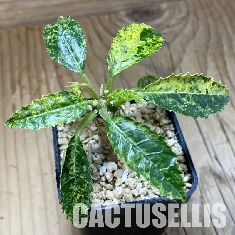 SH31576 Dorstenia hybrid f. variegata