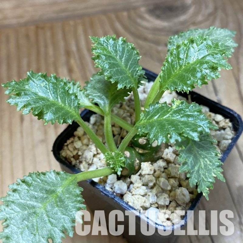 SH31577 Dorstenia horwoodii