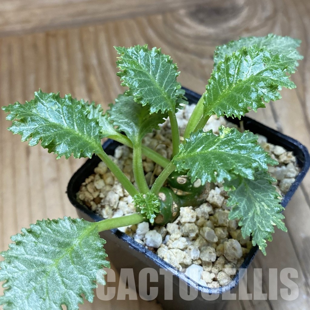 SH31577 Dorstenia horwoodii