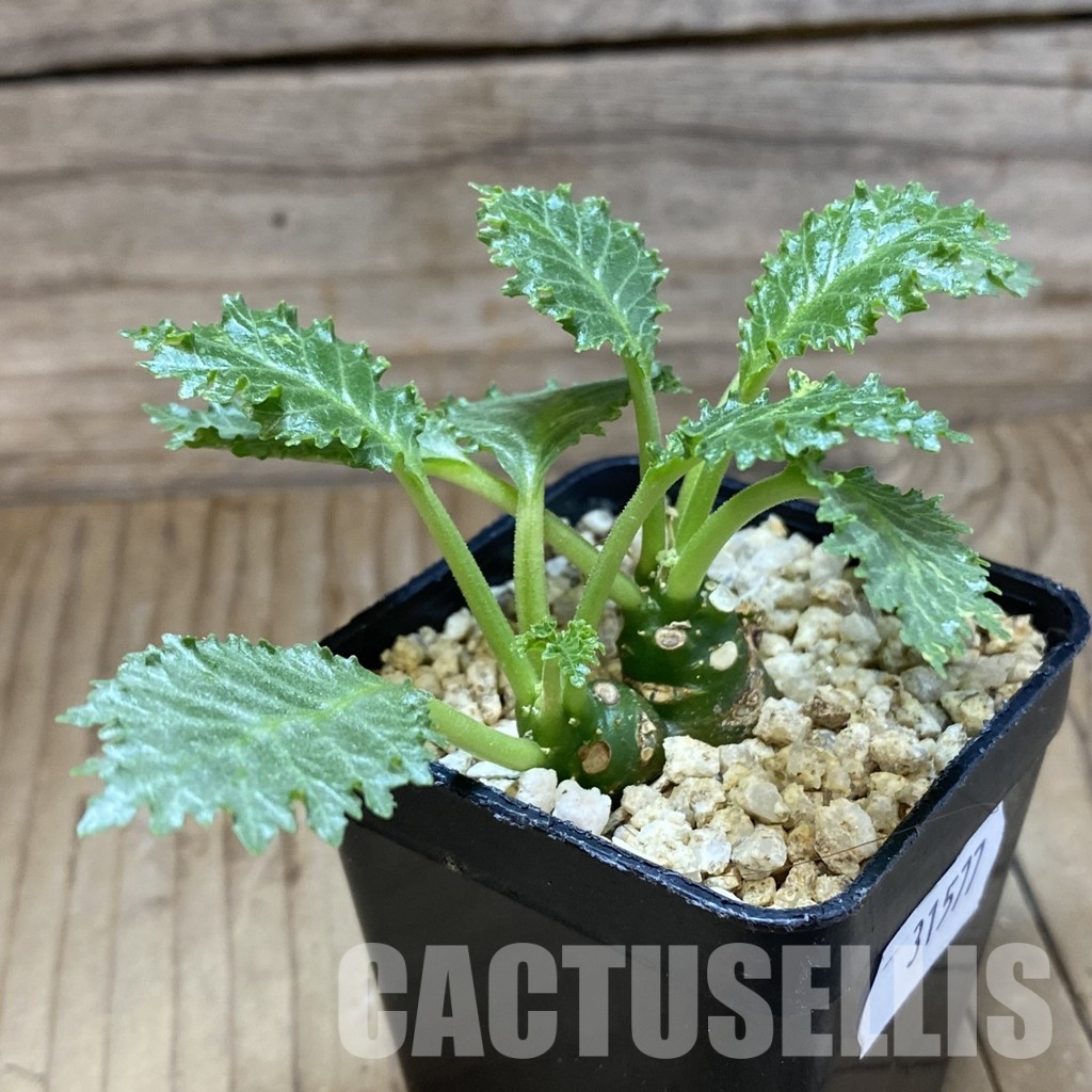 SH31577 Dorstenia horwoodii - Image 2