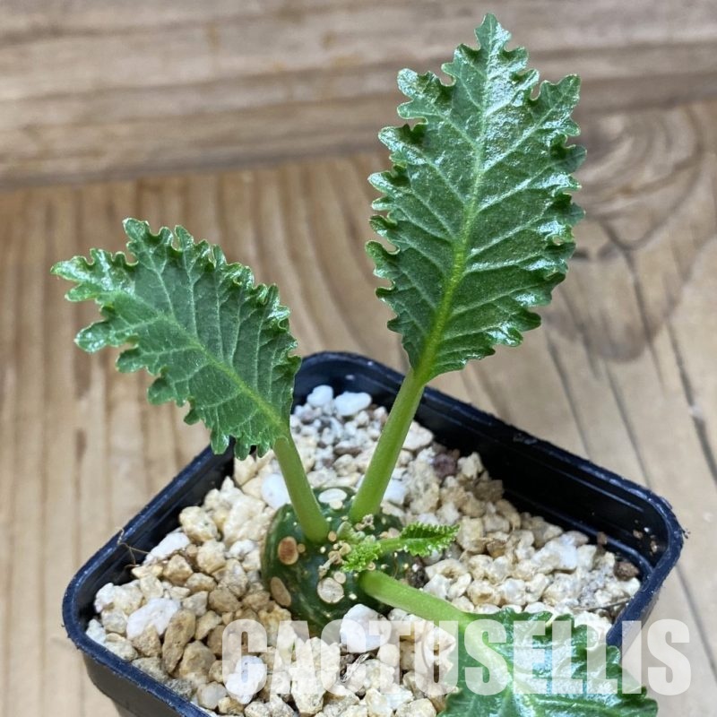 SH31578 Dorstenia horwoodii