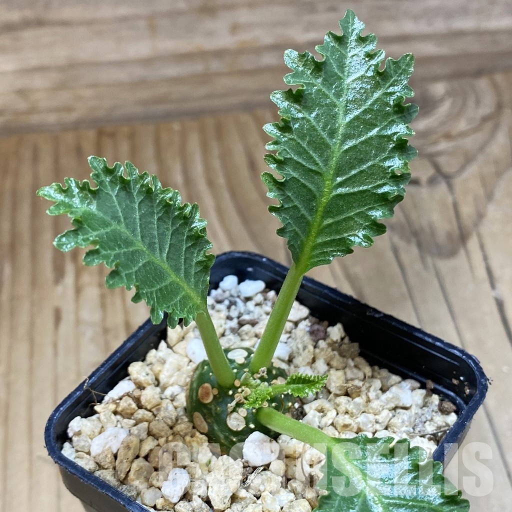 SH31578 Dorstenia horwoodii