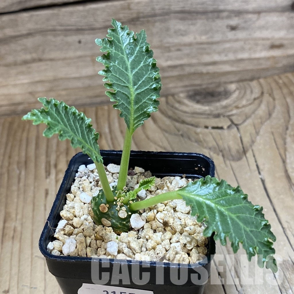 SH31578 Dorstenia horwoodii - Image 2