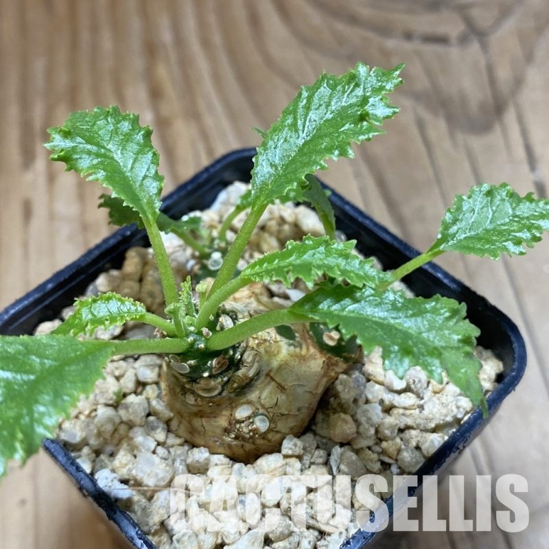 SH31579 Dorstenia horwoodii