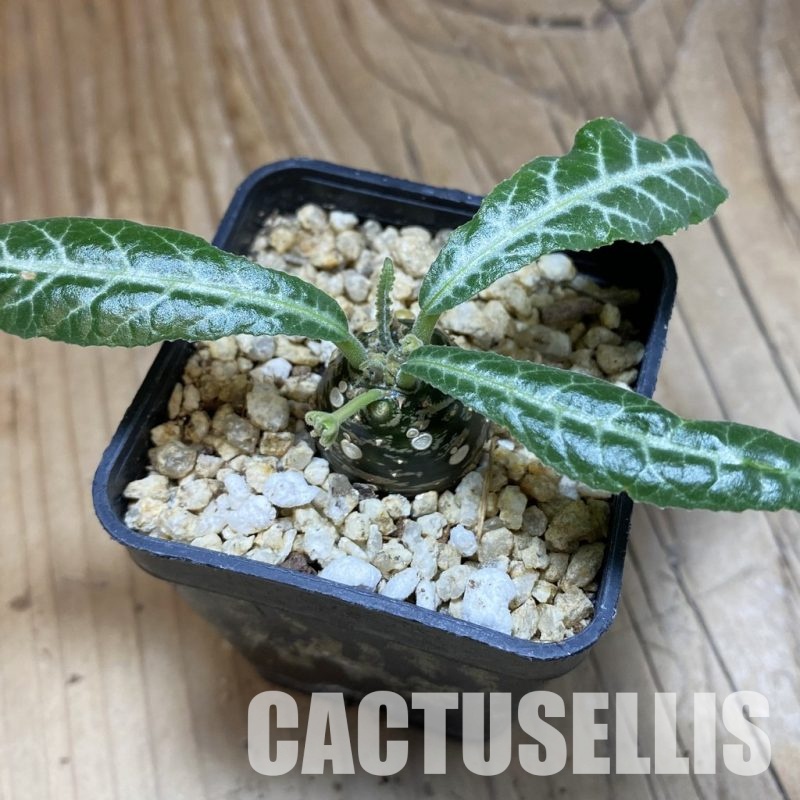 SH31580 Dorstenia lancifolia