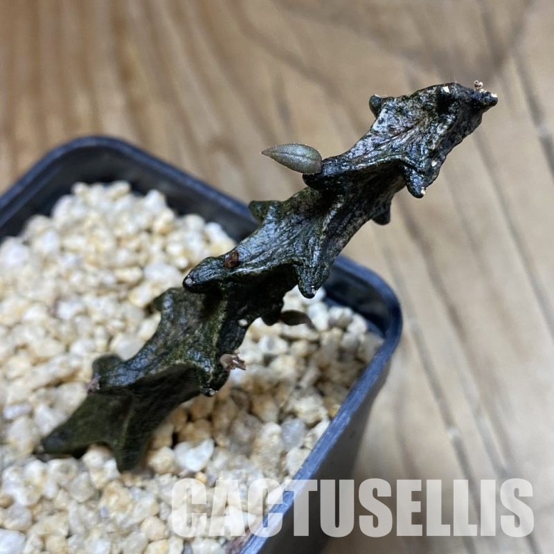 SH31581 Ceropegia bosseri