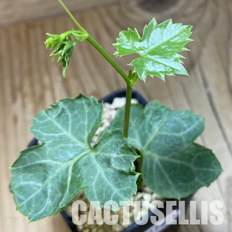 SH31582 Cissus trifoliata