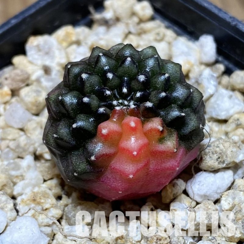 SH31541 Gymnocalycium mihanovichii ‘inermis’ f. variegata, seedling