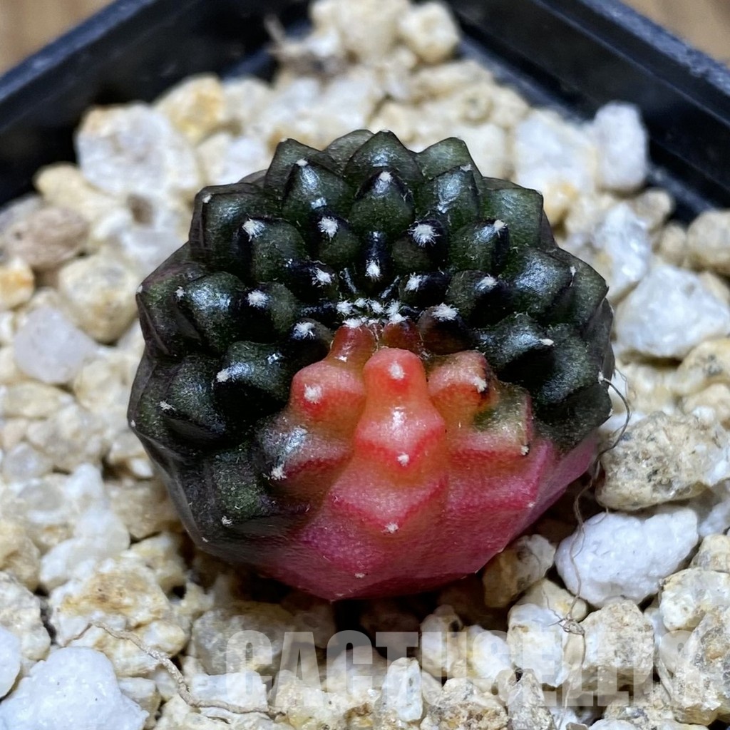 SH31541 Gymnocalycium mihanovichii ‘inermis’ f. variegata, seedling