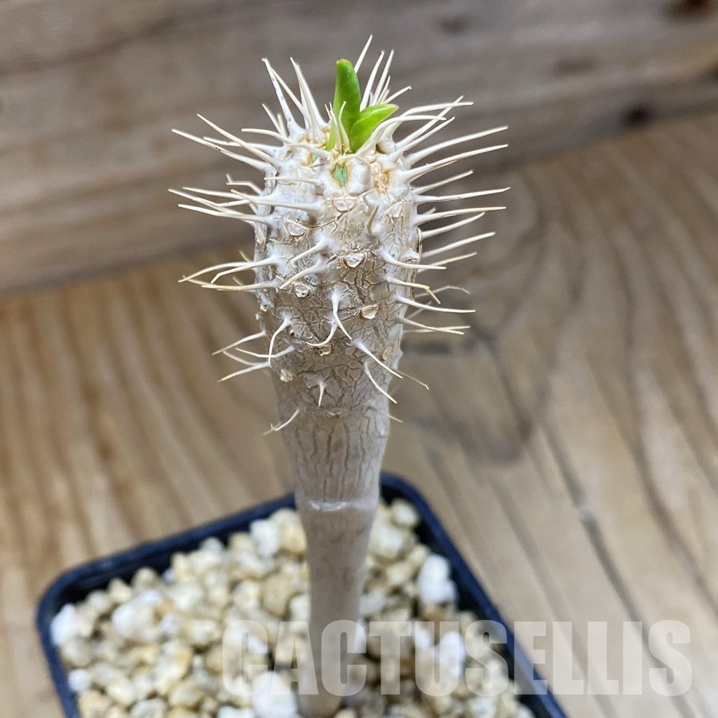 SH31584 Euphorbia guillauminiana