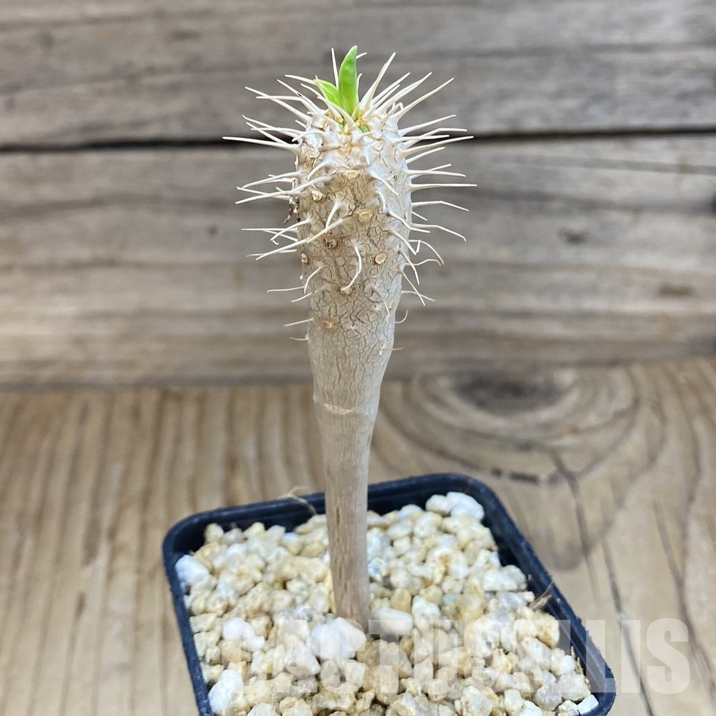 SH31584 Euphorbia guillauminiana - Image 2