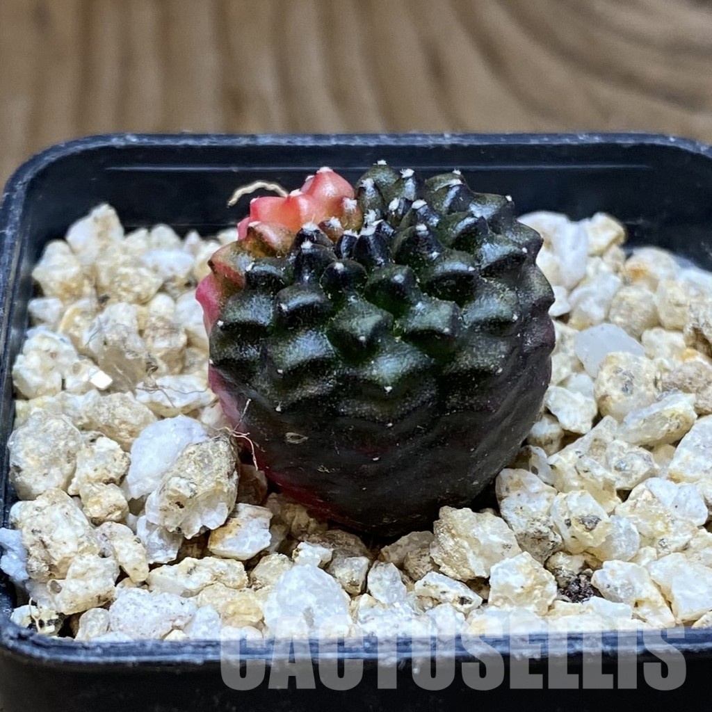SH31541 Gymnocalycium mihanovichii ‘inermis’ f. variegata, seedling - 画像 (2)