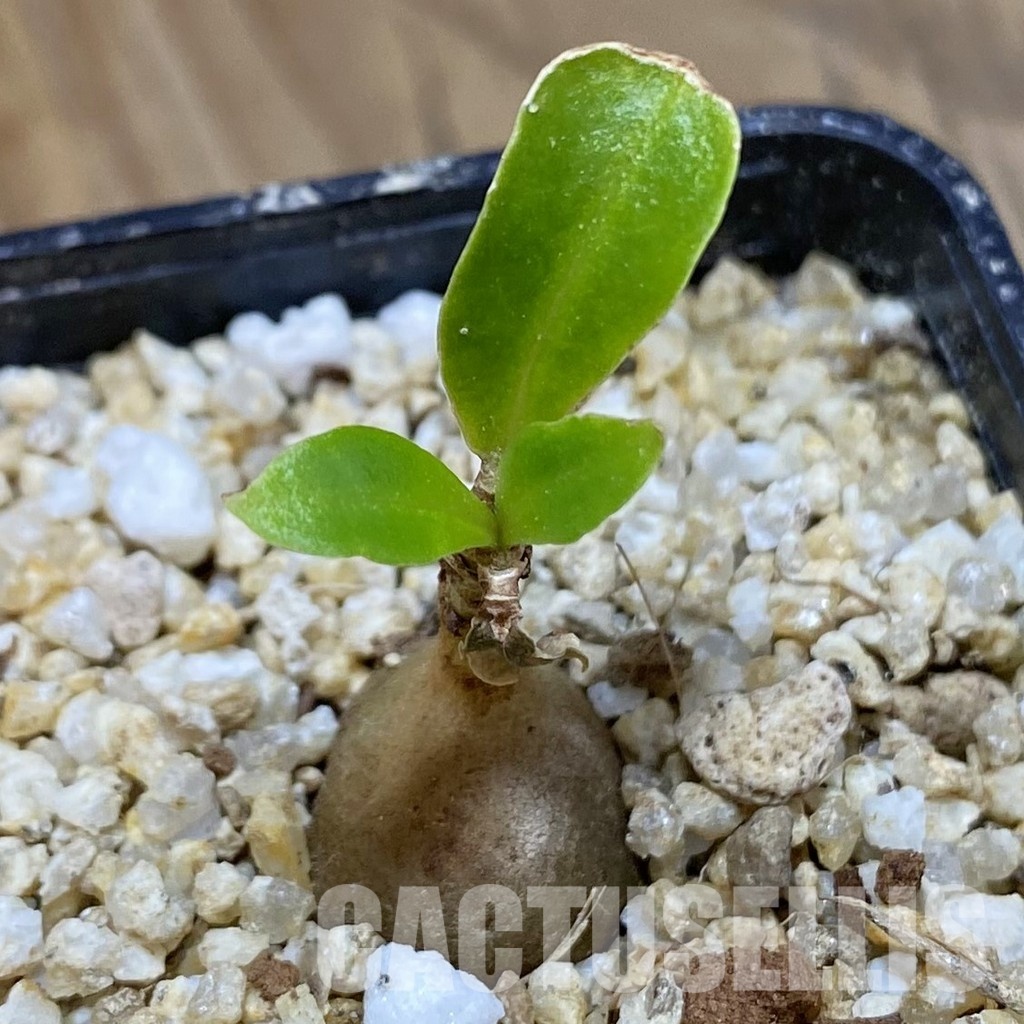 SH31586 Myrmecodia tuberosa