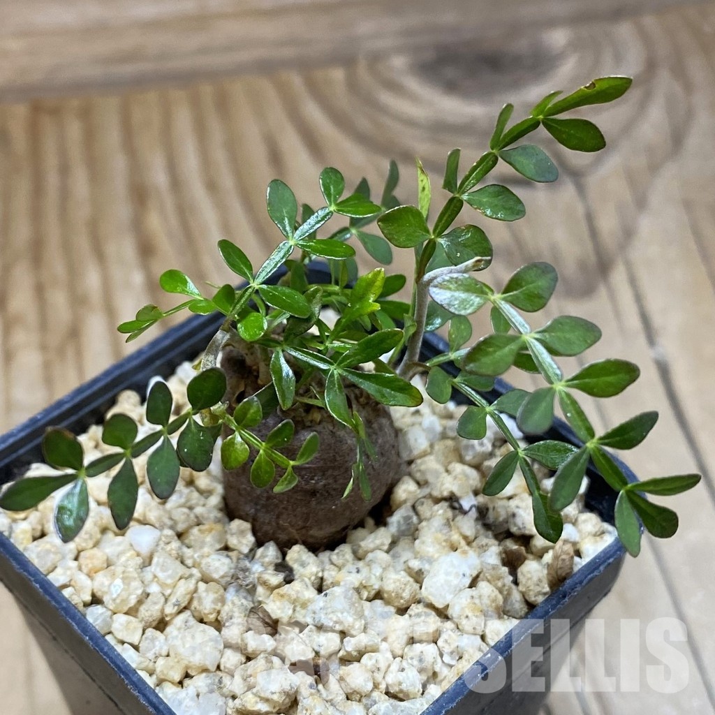 SH31587 Operculicarya pachypus