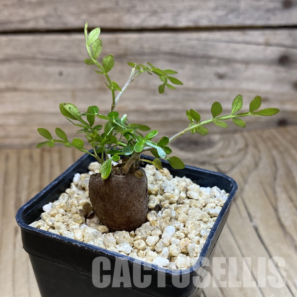 SH31587 Operculicarya pachypus - Image 2