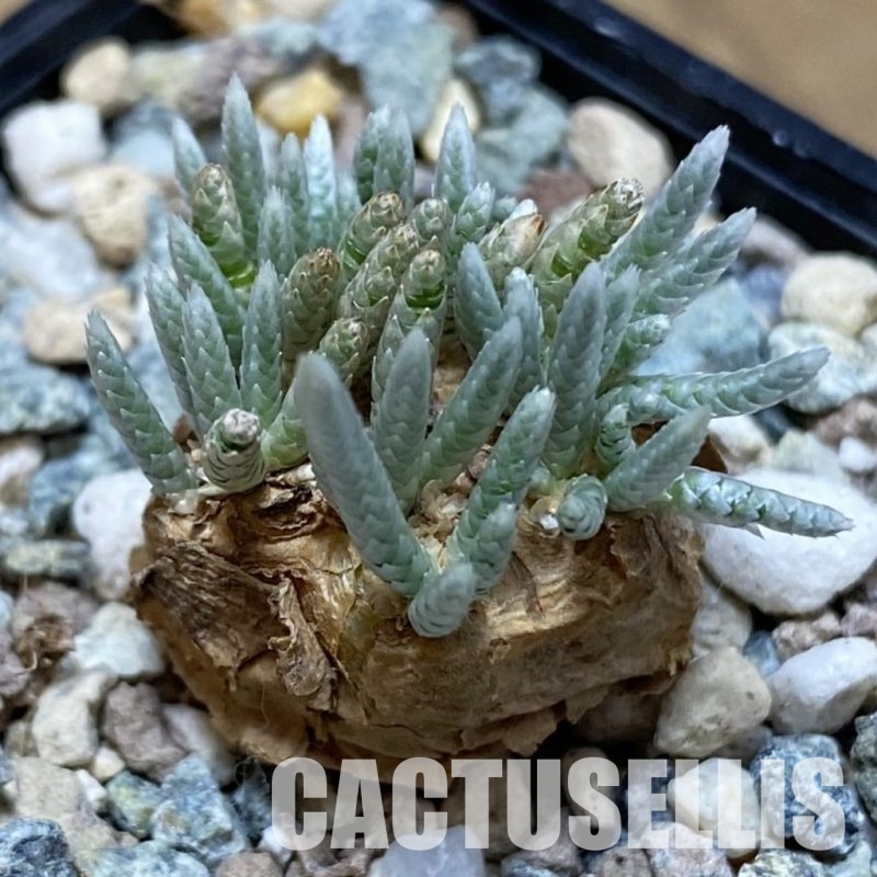 SH31588 Avonia alstonii