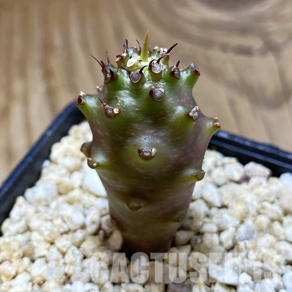 SH31590 Euphorbia pachypodioides