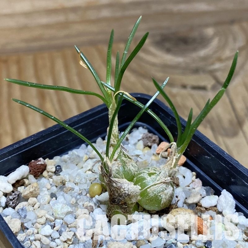 SH31591 Ornithogalum lithopsoides