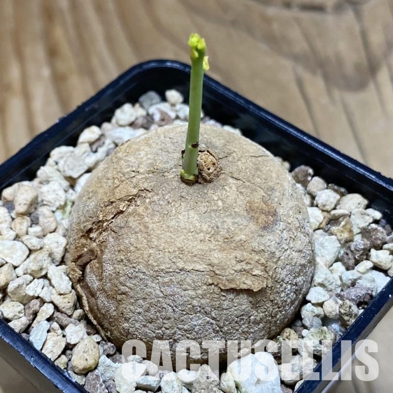 SH31592 Stephania erecta