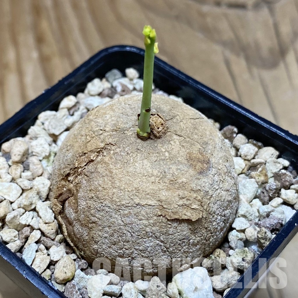 SH31592 Stephania erecta