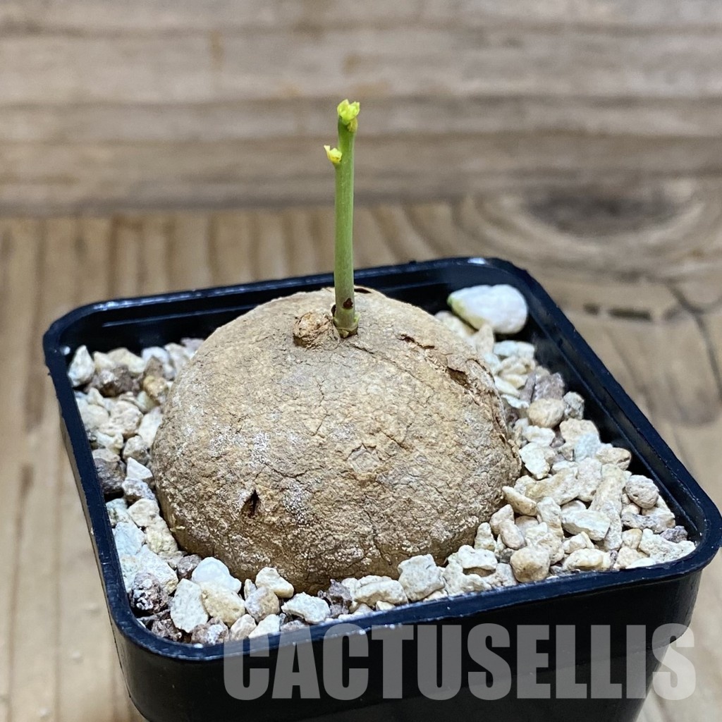 SH31592 Stephania erecta - Image 2