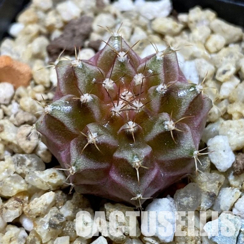 SH31542 Gymnocalycium mihanovichii ‘Neon’ hybrid