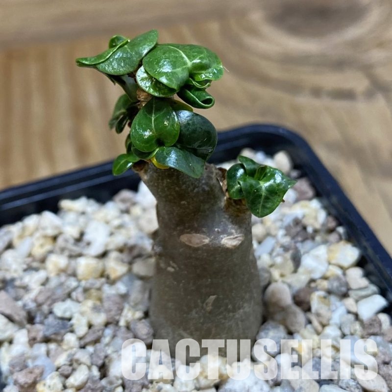 SH31595 Adenium arabicum DHA