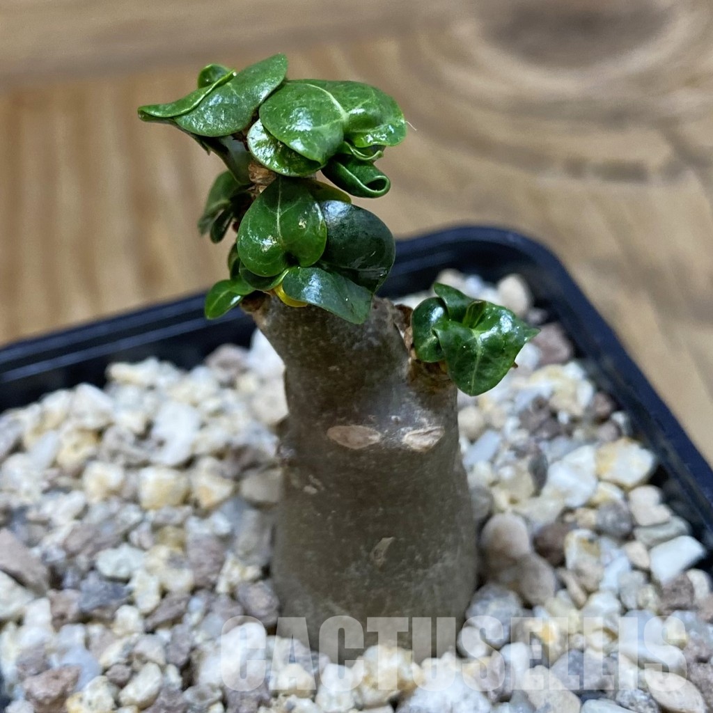 SH31595 Adenium arabicum DHA