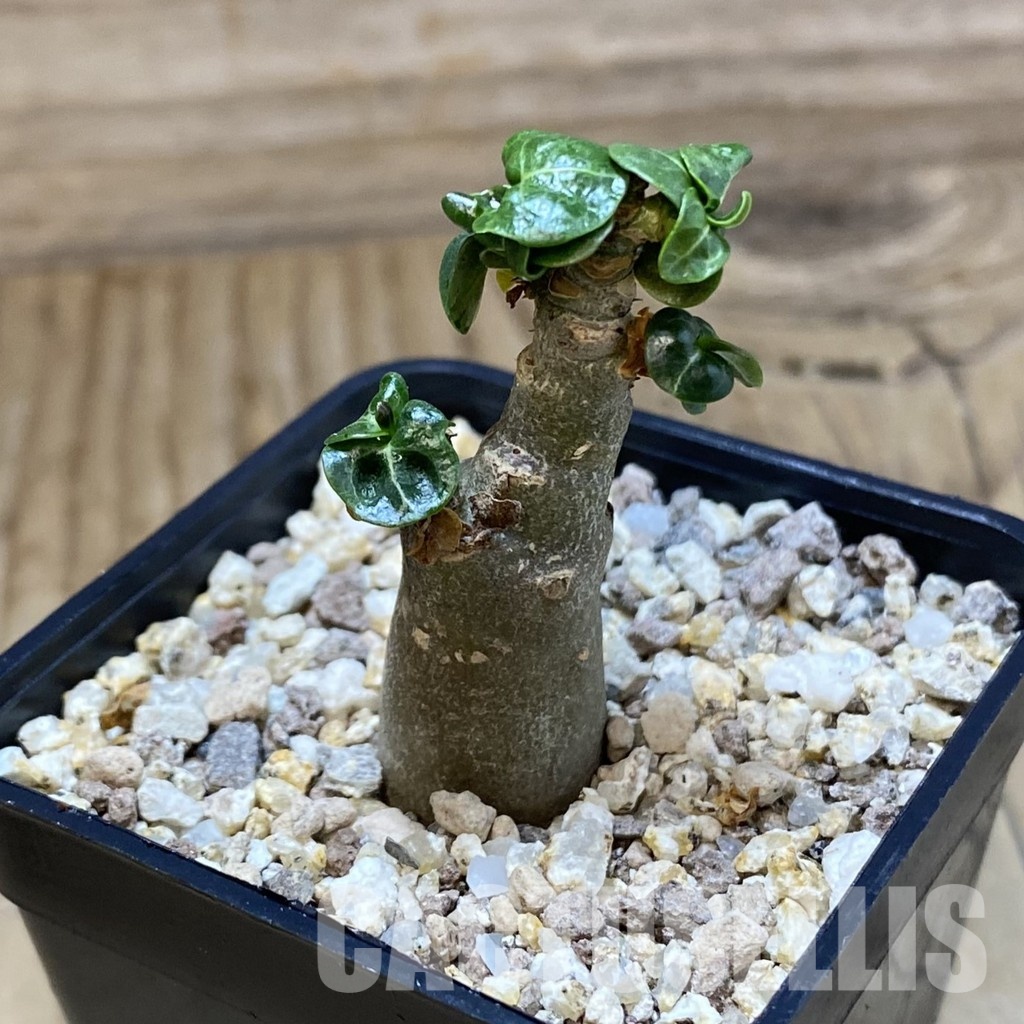 SH31595 Adenium arabicum DHA - Image 2