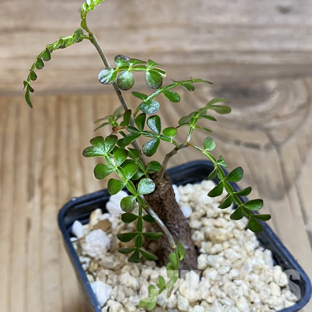 SH31596 Operculicarya pachypus