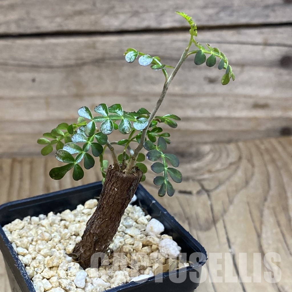 SH31596 Operculicarya pachypus - Image 2