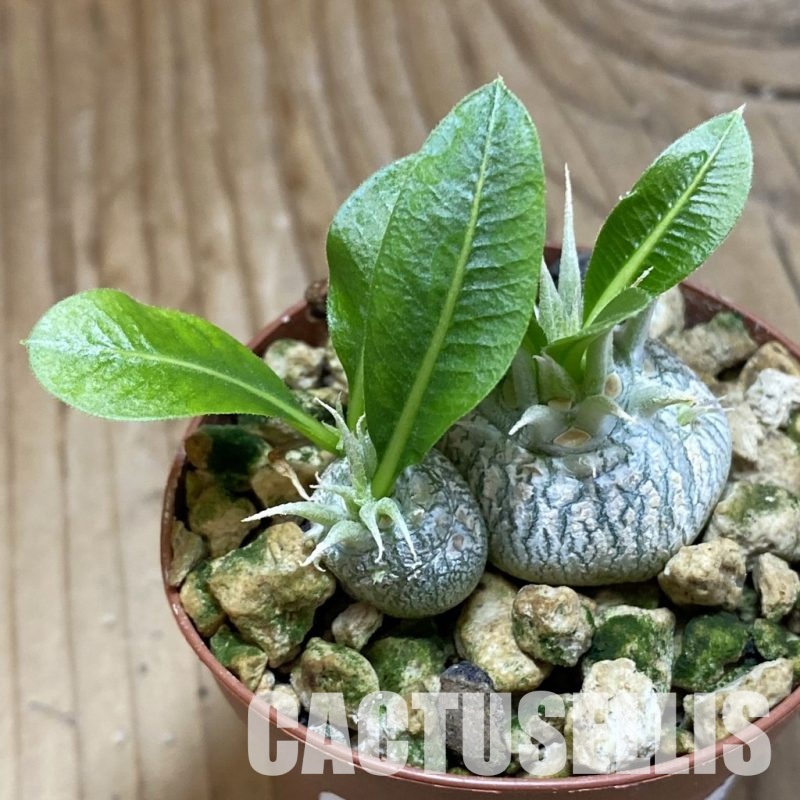 SH31597 Pachypodium brevicaule ssp. leucoxanthum, 2 plants seedling